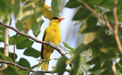 Oriolus chinensis maculatus Vieillot, 1817 黃鸝(外來亞種)