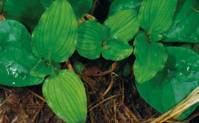 Commelina benghalensis L. 圓葉鴨跖草