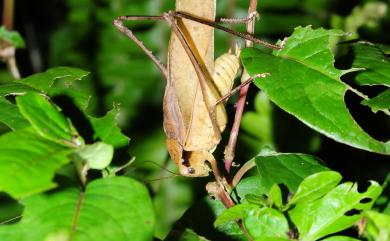 Mecopoda elongata (Linnaeus, 1758) 臺灣騷斯