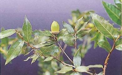 Quercus tarokoensis Hayata 太魯閣櫟
