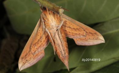 Theretra japonica (Boisduval, 1869) 日本斜紋天蛾