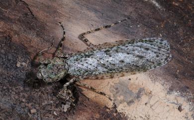 Theopompa ophthalmica (Manuel, 1797) 樹皮螳