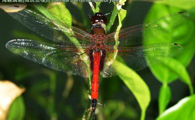 Tramea transmarina euryale 海霸蜻蜓微斑亞種