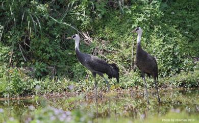 Grus monacha Temminck, 1835 白頭鶴