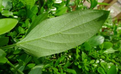 Paederia foetida 雞屎藤