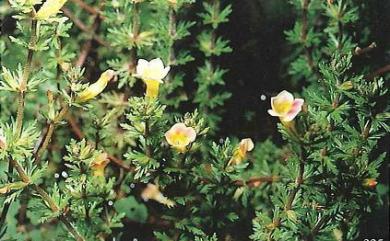 Limnophila trichophylla 石龍尾