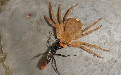 Heteropoda pingtungensis Zhu & Tso, 2006 屏東高腳蛛