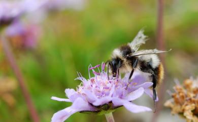 Scabiosa lacerifolia 玉山山蘿蔔