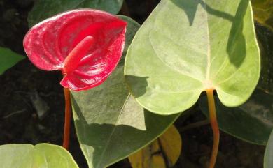 Anthurium andraeanum Linden ex André 花燭