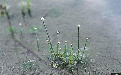 Eriocaulon cinereum 小穀精草