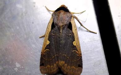 Dichagyris triangularis (Moore, 1867) 基角狼夜蛾