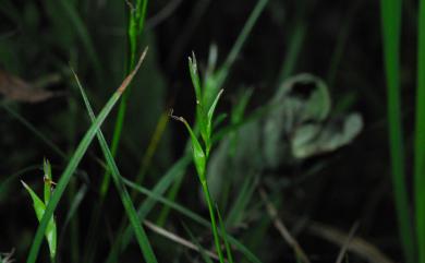 Carex taiwanensis (Ohwi) Akiyama 臺灣疏花薹