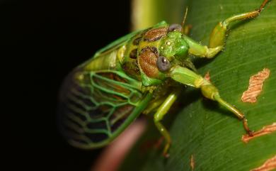 Mogannia hebes (Walker, 1858) 草蟬