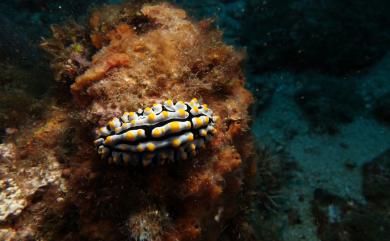 Phyllidia varicosa Lamarck, 1801 腫紋葉海牛