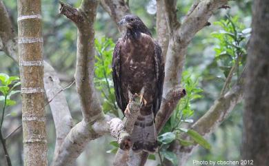 Pernis ptilorhynchus orientalis (Temminck, 1821) 東方蜂鷹