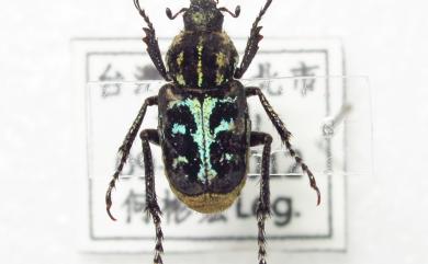 Ectinohoplia yoi Sawada, 1939 鮮藍姬長腳金龜
