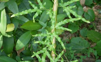 Lygodium japonicum (Thunb.) Sw. 海金沙