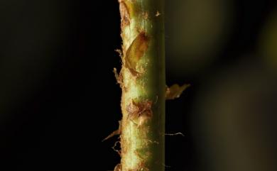 Lomariopsis boninensis Nakai 羅蔓藤蕨