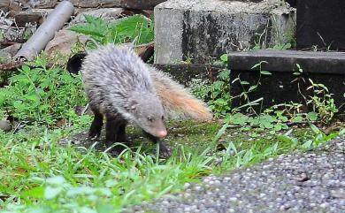 Urva urva formosana (Bechthold, 1936) 食蟹獴