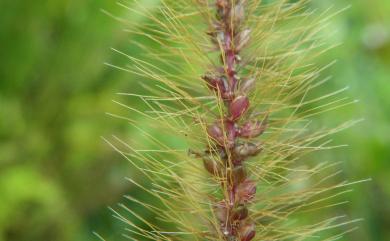 Setaria pallidefusca 褐毛狗尾草