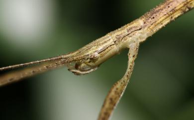 Sipyloidea sipylus (Westwood, 1859) 棉桿竹節蟲