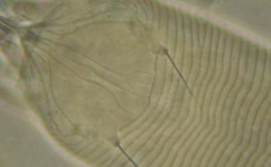 Abacarus panticis Keifer, 1977