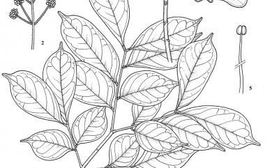 Archidendron lucidum (Benth.) I.C. Nielsen 頷垂豆