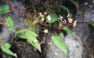 Persicaria chinensis (L.) H. Gross 火炭母草