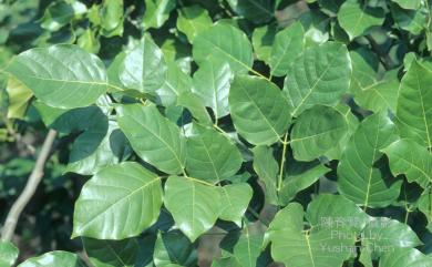 Pongamia pinnata (L.) Pierre 水黃皮