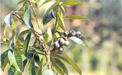 Lithocarpus brevicaudatus 短尾葉石櫟