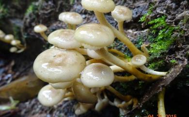 Armillaria mellea 假蜜環菌