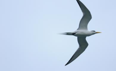 Thalasseus bergii cristatus (Stephens, 1826) 鳳頭燕鷗