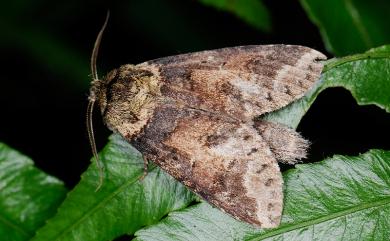 Neodrymonia basalis seriatopunctata (Matsumura, 1925) 連點新林舟蛾