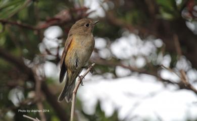 Tarsiger cyanurus cyanurus (Pallas, 1773) 藍尾鴝