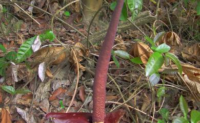 Amorphophallus henryi 臺灣魔芋