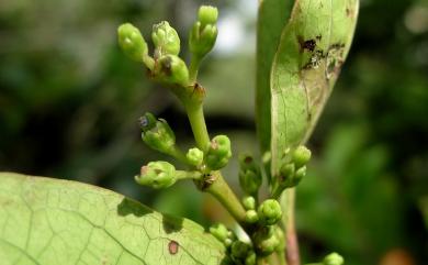 Glochidion rubrum Blume 細葉饅頭果