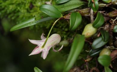 Dendrobium fargesii 小攀龍