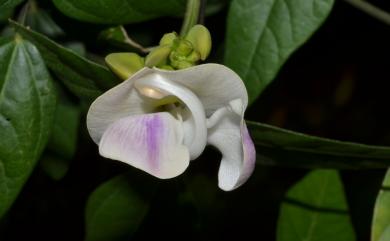 Vigna adenantha (G. Mey.) Maréchal, Mascherpa & Stainier 腺葯豇豆
