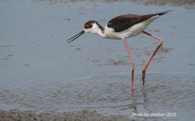 Himantopus himantopus (Linnaeus, 1758) 高蹺鴴