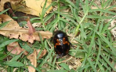 Parastasia canariculata Westwood, 1842 斑翅四齒金龜
