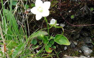 Parnassia palustris 梅花草