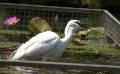 Egretta garzetta garzetta (Linnaeus, 1766) 小白鷺