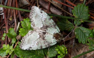 Stenoloba olivacea (Wileman, 1914) 橄欖綠蘚夜蛾