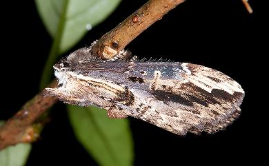 Hexafrenum leucodera yamamotoi (Nakamura, 1978) 黯翅白頸異齒舟蛾