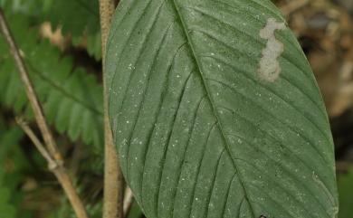 Berchemia fenchifuensis C.M.Wang & S.Y.Lu 奮起湖黃鱔藤