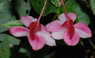 Begonia buimontana 武威山秋海棠