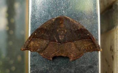 Neoreta purpureofascia (Wileman, 1911) 後凹角鉤蛾