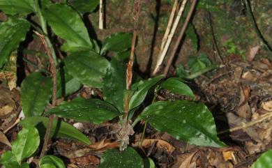 Goodyera grandis 毛苞斑葉蘭