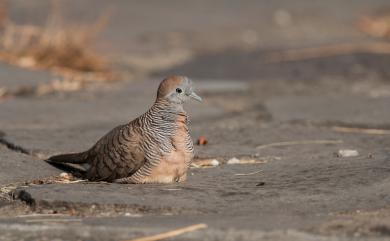 Geopelia striata (Linnaeus, 1766) 斑馬鳩