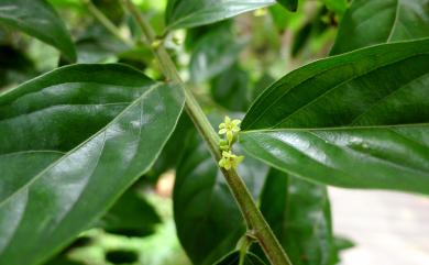 Glochidion philippicum (Cav.) C.B. Rob. 菲律賓饅頭果